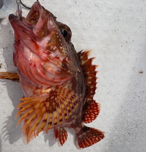 アラカブの釣果