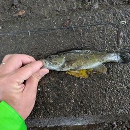 スモールマウスバス