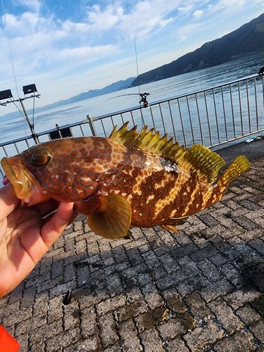 キジハタの釣果