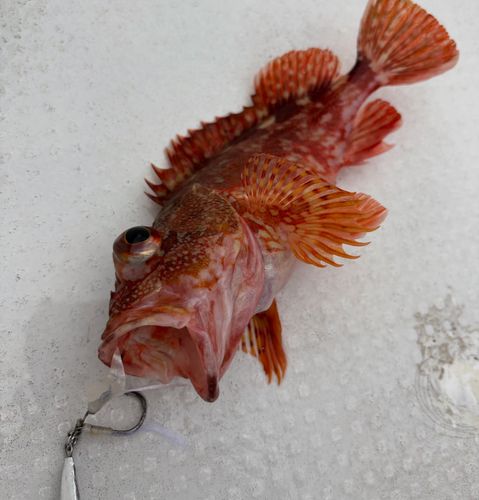 アラカブの釣果