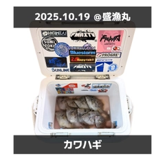 カワハギの釣果