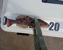 アブラコの釣果