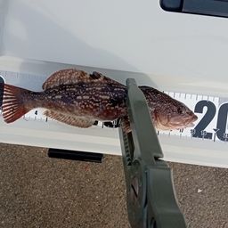 アブラコ