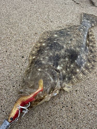ヒラメの釣果