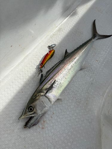 サワラの釣果