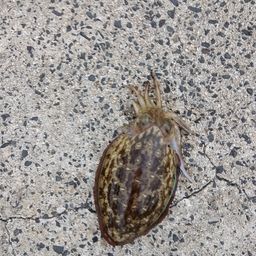 コウイカ
