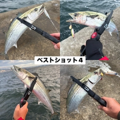 サゴシの釣果