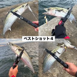 サゴシ