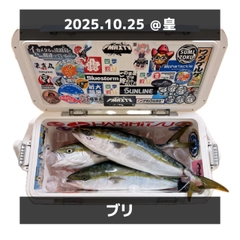 ブリの釣果
