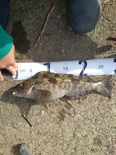 アブラコの釣果