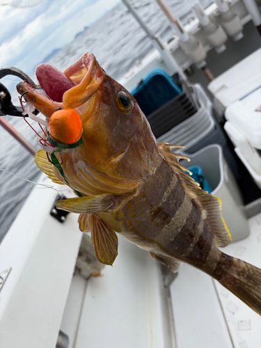 アオナの釣果