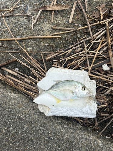 メッキの釣果