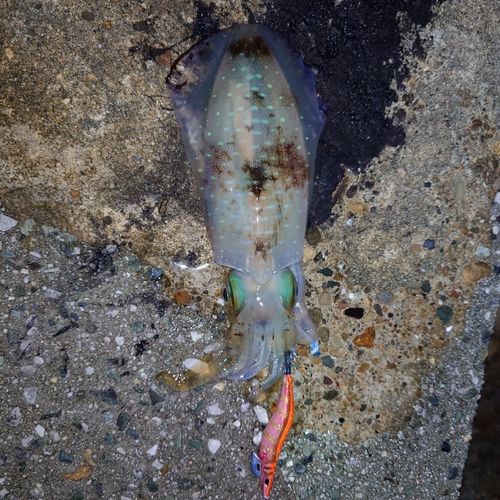 アオリイカの釣果
