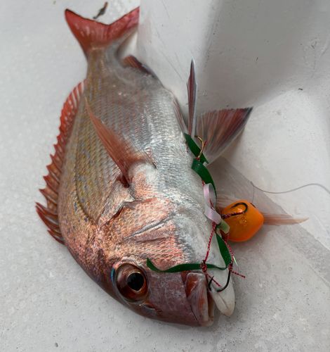 マダイの釣果