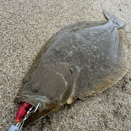 ヒラメ