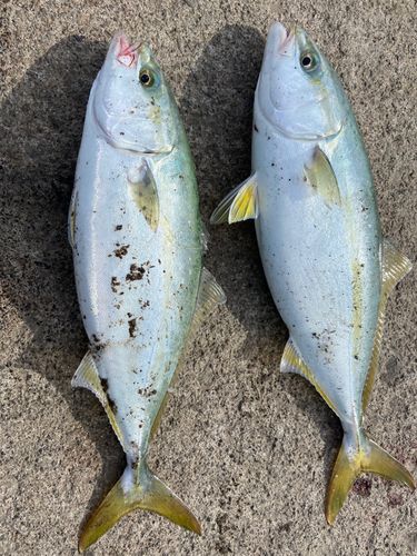 フクラギの釣果