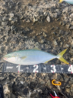 フクラギの釣果