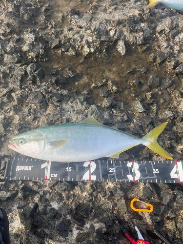 フクラギの釣果