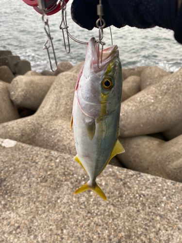 ツバスの釣果