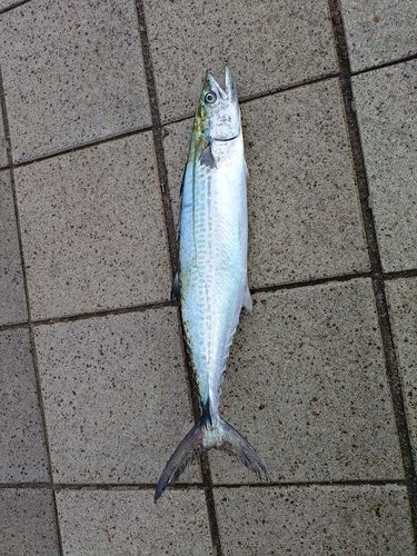 サゴシの釣果