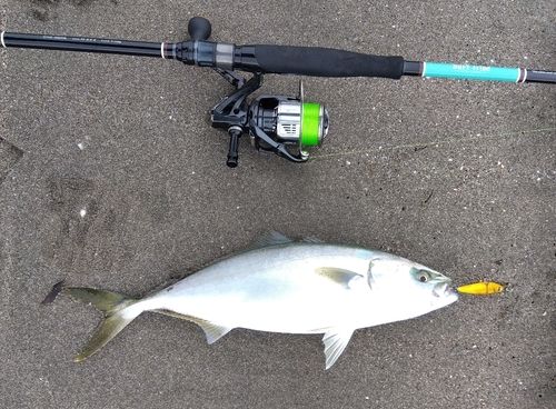 イナダの釣果
