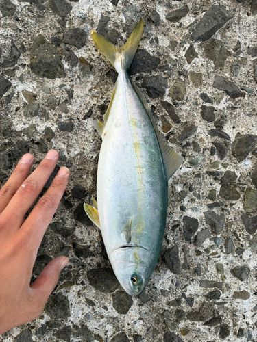 フクラギの釣果