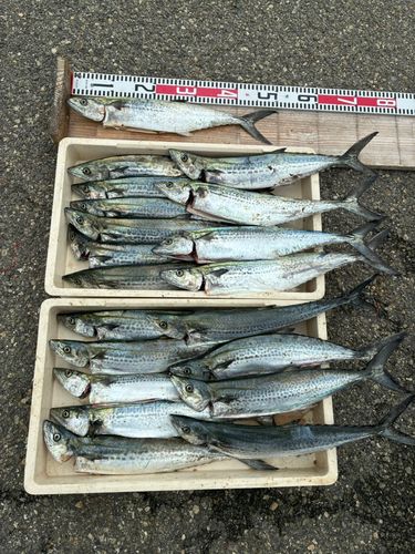 サゴシの釣果