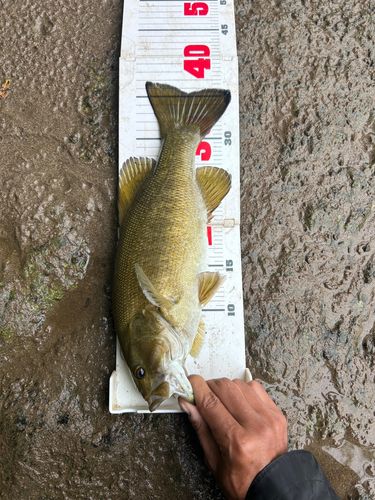 スモールマウスバスの釣果