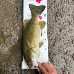 スモールマウスバス