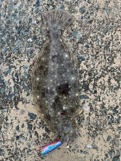 ヒラメの釣果