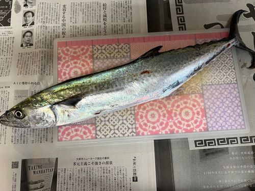 サゴシの釣果