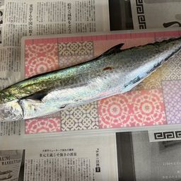 サゴシ