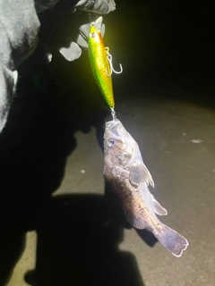 クロソイの釣果