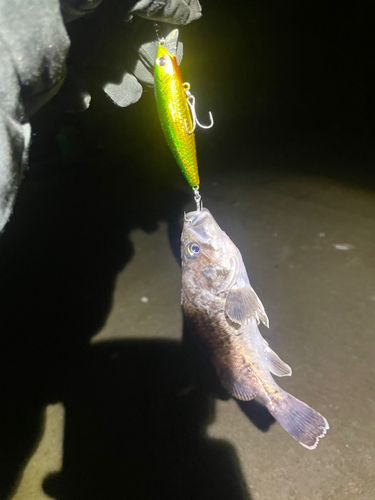 クロソイの釣果
