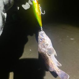 クロソイ