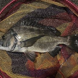 クロダイ