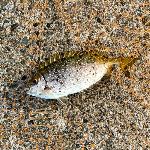 アイゴの釣果