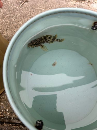 タケノコメバルの釣果