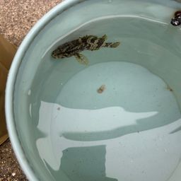 タケノコメバル