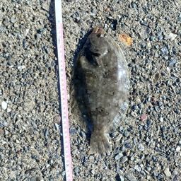 ガンゾウビラメ