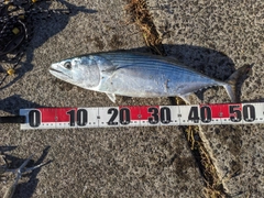 ハガツオの釣果
