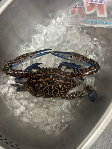 ガザミの釣果