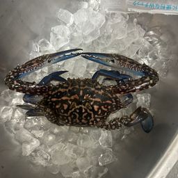 ガザミ