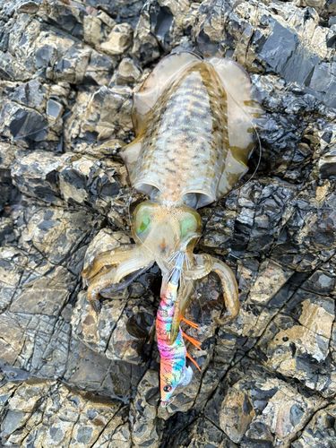 アオリイカの釣果