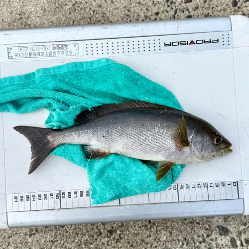 イサキの釣果