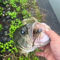 ブラックバス