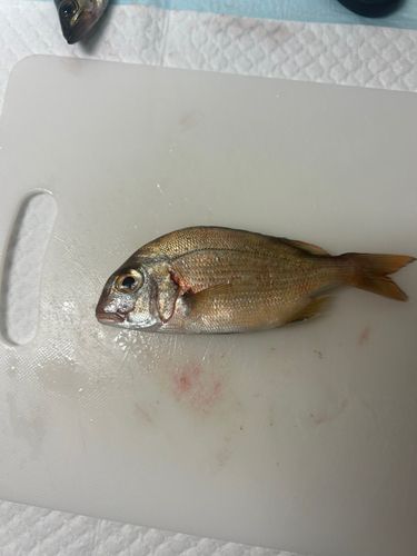 チャリコの釣果