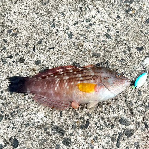 ベラの釣果