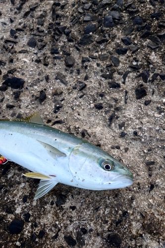 ヤズの釣果