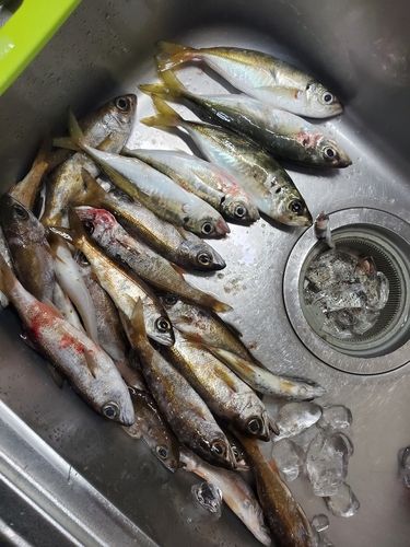 勝浦湾